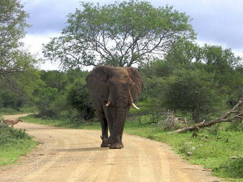 Elephant On The Road At iMfolozi Game Reserve