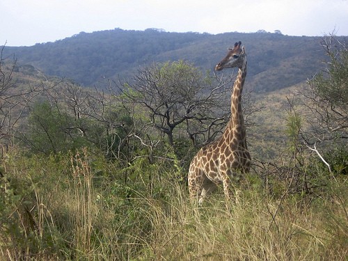 Giraffe At iMfolozi Game Reserve