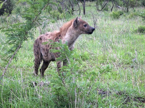 Spotted Hyena