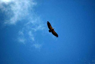 Bearded Vulture